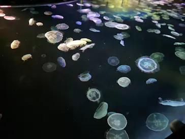 すみだ水族館に投稿された画像（2021/3/31）