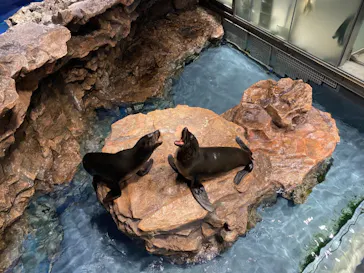 すみだ水族館に投稿された画像（2021/3/31）