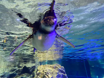 すみだ水族館に投稿された画像（2021/3/31）