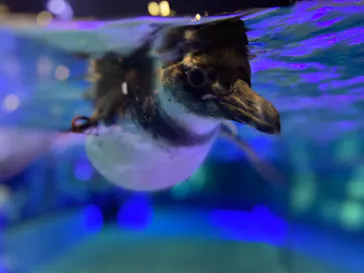 すみだ水族館に投稿された画像（2021/3/31）