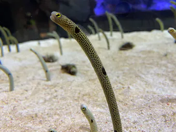 すみだ水族館に投稿された画像（2021/3/31）