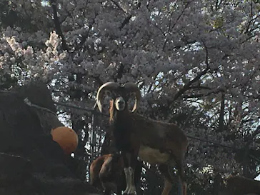 天王寺動物園に投稿された画像（2021/3/31）