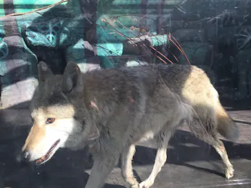 天王寺動物園に投稿された画像（2021/3/31）