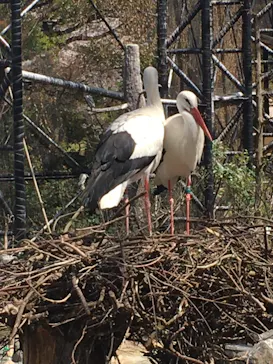 天王寺動物園に投稿された画像（2021/3/31）