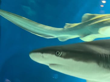 マクセル アクアパーク品川に投稿された画像（2021/4/1）