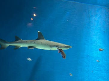 マクセル アクアパーク品川に投稿された画像（2021/4/1）