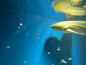 マクセル アクアパーク品川に投稿された画像（2021/4/1）