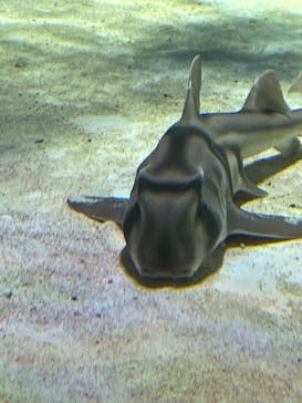 マクセル アクアパーク品川に投稿された画像（2021/4/1）