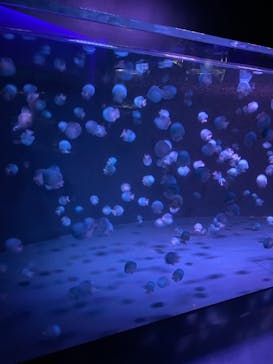 京都水族館に投稿された画像（2021/4/1）