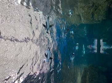 京都水族館に投稿された画像（2021/4/1）