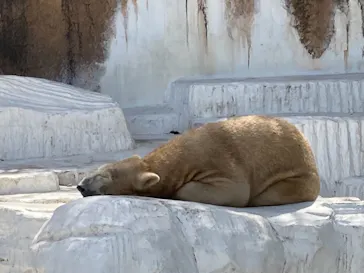 天王寺動物園に投稿された画像（2021/4/1）