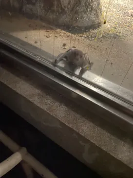 天王寺動物園に投稿された画像（2021/4/1）