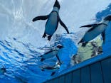 サンシャイン水族館に投稿された画像（2021/4/1）