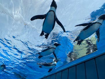 サンシャイン水族館に投稿された画像（2021/4/1）