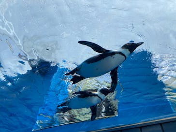 サンシャイン水族館に投稿された画像（2021/4/1）