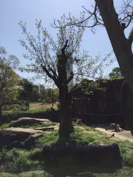 天王寺動物園に投稿された画像（2021/4/1）
