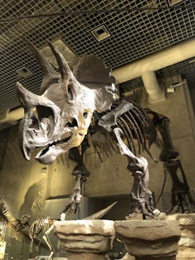 国立科学博物館に投稿された画像（2021/4/1）