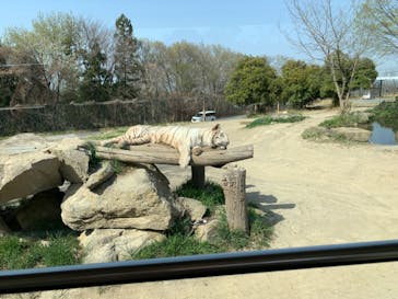 群馬サファリパークに投稿された画像（2021/4/1）