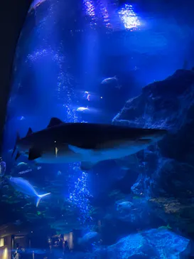 すみだ水族館に投稿された画像（2021/4/1）