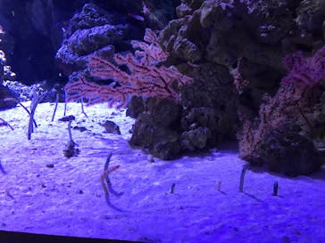 マクセル アクアパーク品川に投稿された画像（2021/4/1）