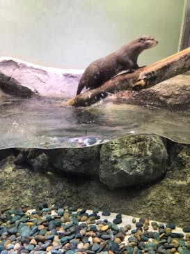 マクセル アクアパーク品川に投稿された画像（2021/4/1）