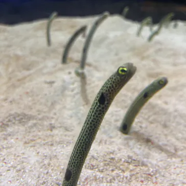 すみだ水族館に投稿された画像（2021/4/1）