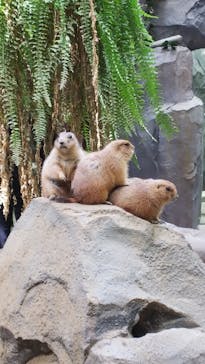 神戸どうぶつ王国に投稿された画像（2021/4/1）