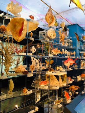 国立科学博物館に投稿された画像（2021/4/1）