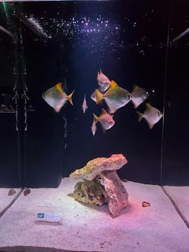 マクセル アクアパーク品川に投稿された画像（2021/4/1）