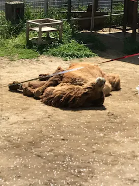 天王寺動物園に投稿された画像（2021/4/1）