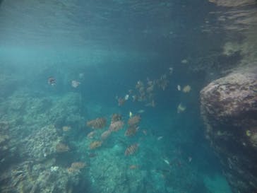 武藤潜水に投稿された画像（2021/4/1）