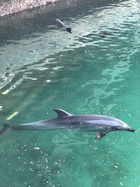 伊豆・三津シーパラダイスに投稿された画像（2021/4/1）