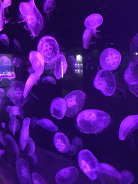 伊豆・三津シーパラダイスに投稿された画像（2021/4/1）