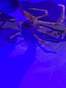 伊豆・三津シーパラダイスに投稿された画像（2021/4/1）