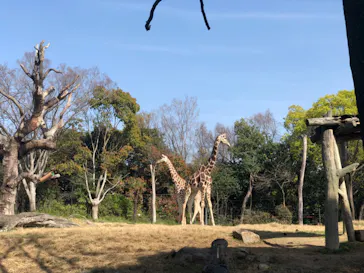 天王寺動物園に投稿された画像（2021/4/1）
