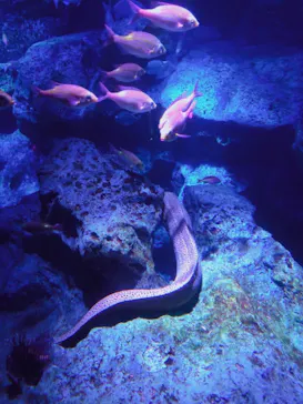 すみだ水族館に投稿された画像（2021/4/2）