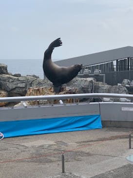 大分マリーンパレス水族館 「うみたまご」に投稿された画像（2021/4/2）