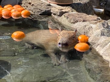 伊豆シャボテン動物公園に投稿された画像（2021/4/2）