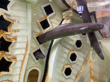 ヨコハマおもしろ水族館に投稿された画像（2021/4/2）