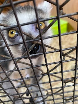 那須ワールドモンキーパークに投稿された画像（2021/4/2）