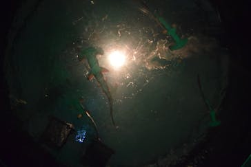 四国水族館に投稿された画像（2021/4/2）