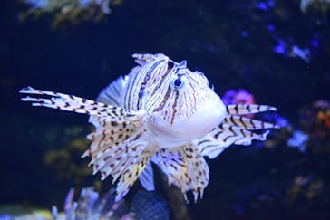 四国水族館に投稿された画像（2021/4/2）