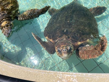 下田海中水族館に投稿された画像（2021/4/2）