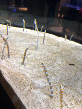 すみだ水族館に投稿された画像（2021/4/2）