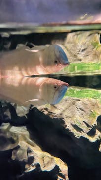 マクセル アクアパーク品川に投稿された画像（2021/4/2）