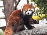 天王寺動物園に投稿された画像（2021/4/2）