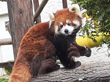 天王寺動物園に投稿された画像（2021/4/2）