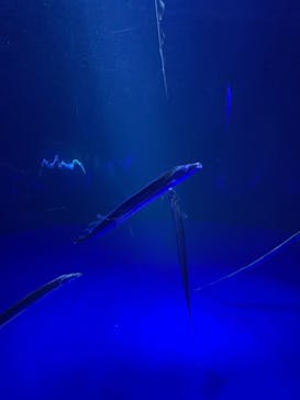 サンシャイン水族館に投稿された画像（2021/4/2）