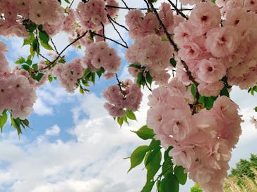 新宿御苑に投稿された画像（2021/4/2）