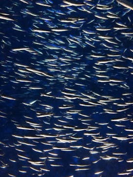 大分マリーンパレス水族館 「うみたまご」に投稿された画像（2021/4/2）